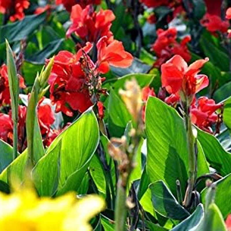Mixed Canna Lily Flower Seeds Perennial Beautiful Bonsai Plant Home Garden Decor - Image 7