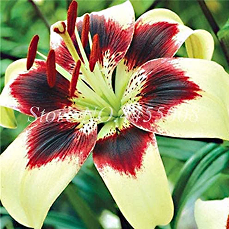 Mixed Color Amaryllis Flower Seeds - Image 3