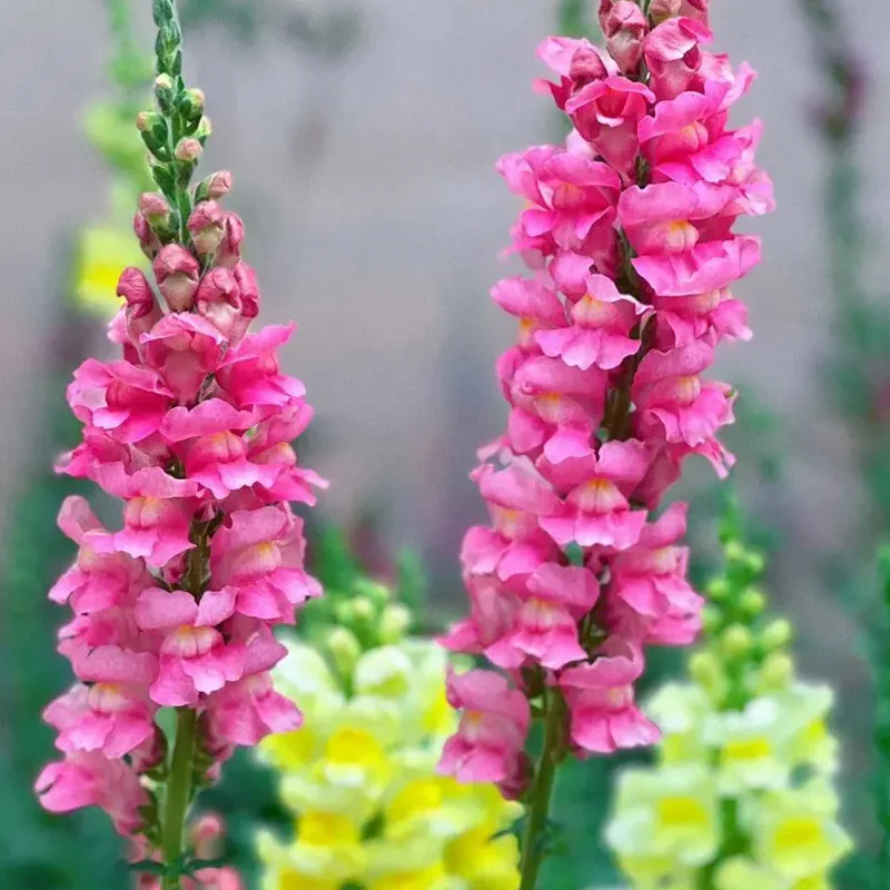 Mixed Color Cut Snapdragon flower Seeds - Image 10