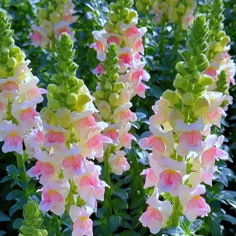 Mixed Color Cut Snapdragon flower Seeds - Image 2