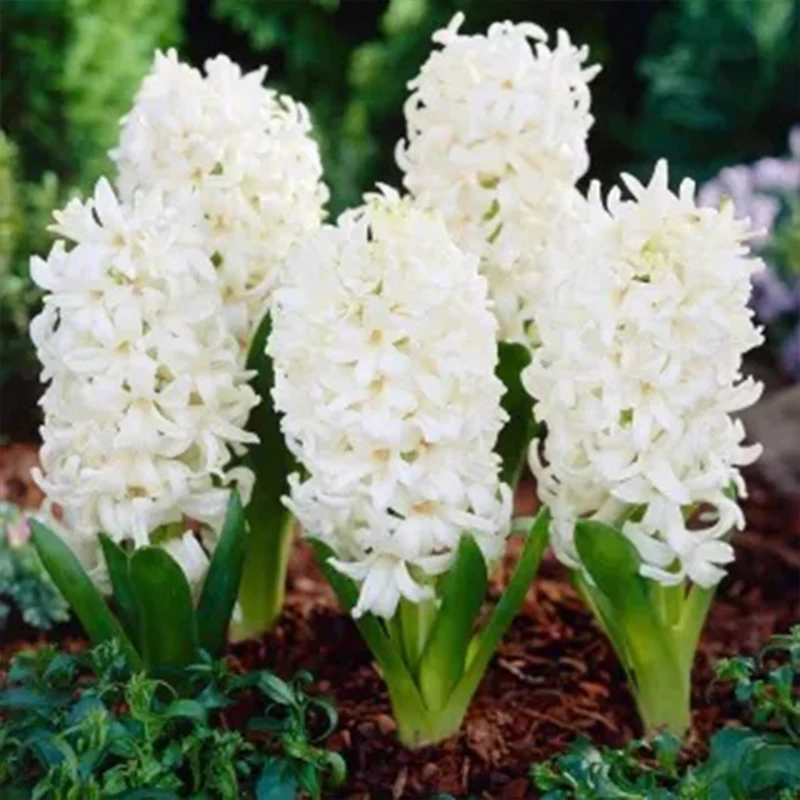 Mixed Color Hyacinth Seeds - Image 6