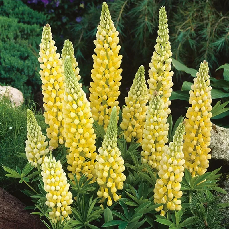 Mixed color Lupine Seeds - Image 6