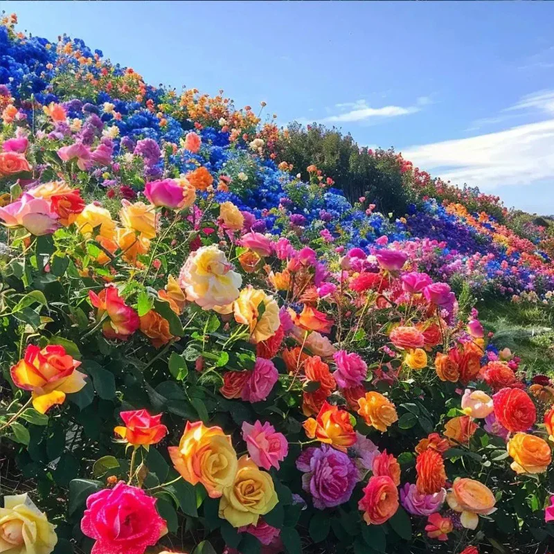 Mixed Color Rose Combination Seeds - Image 2
