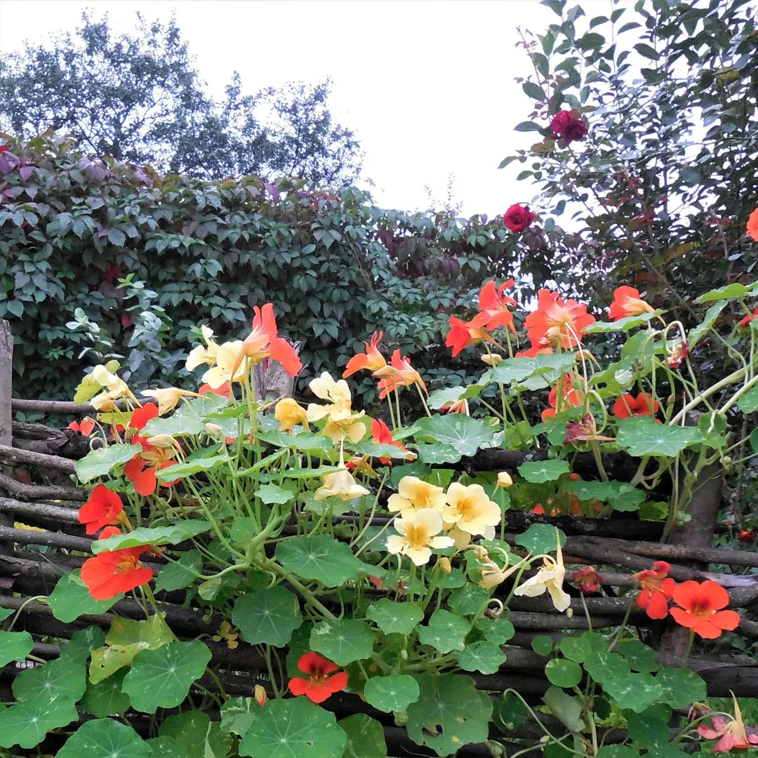 Mixed Colors Nasturtium Seeds - Annual - Image 3