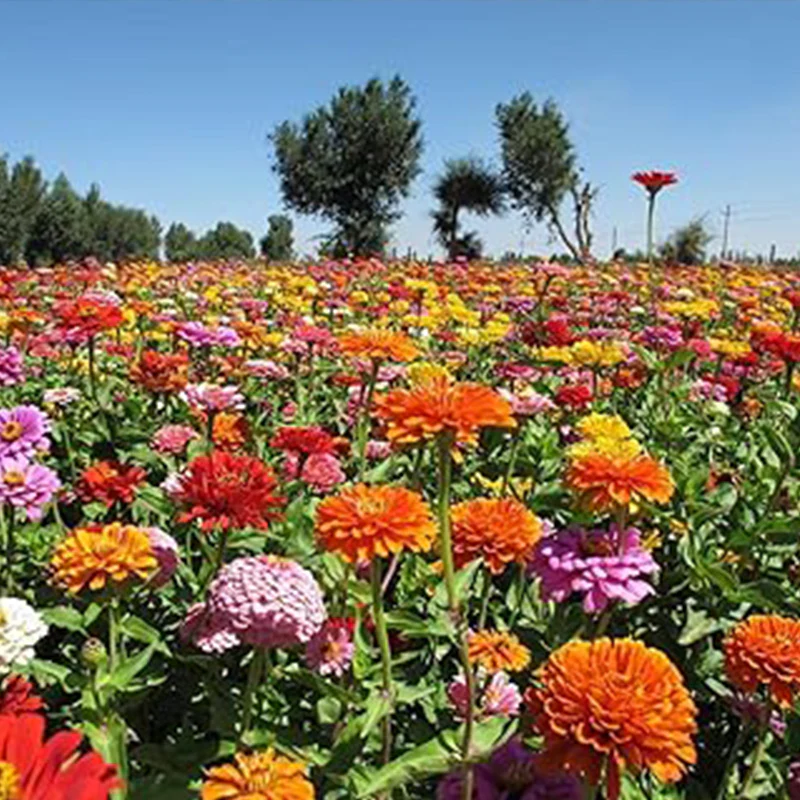 Mixed Double Zinnia Seeds Flower Garden Big Bright Beautiful Variety Butterfly - Image 3