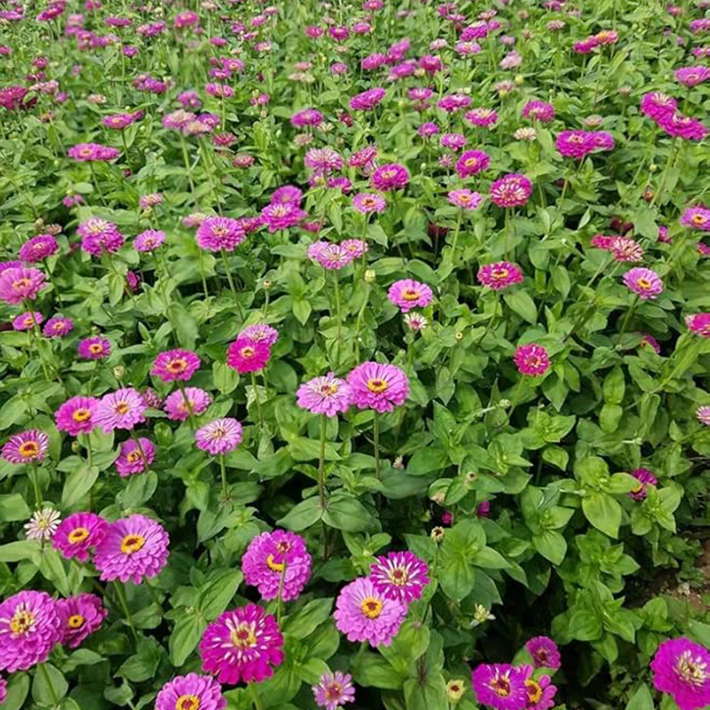 Mixed Double Zinnia Seeds Flower Garden Big Bright Beautiful Variety Butterfly - Image 6