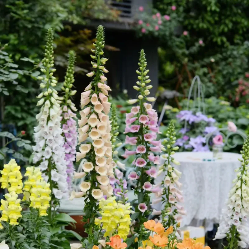 Mixed Foxglove Seeds - Image 3