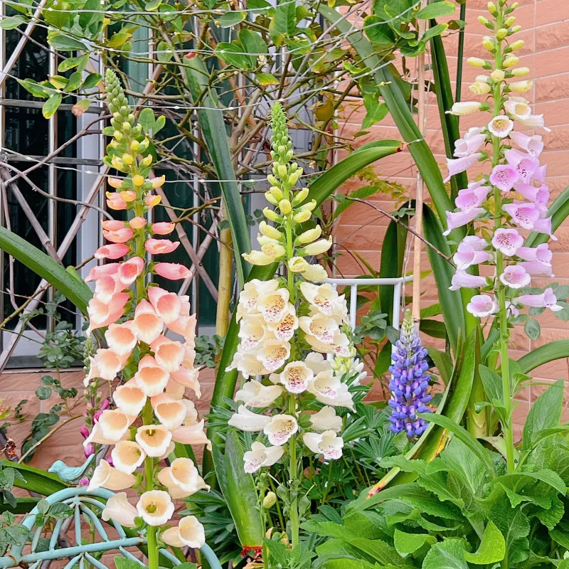 Mixed Foxglove Seeds - Image 4