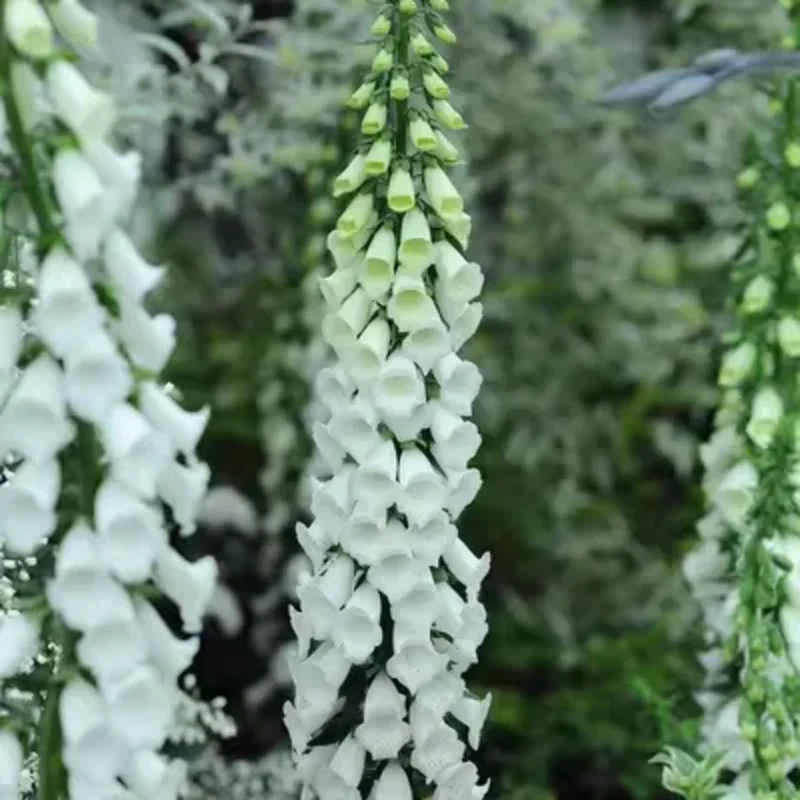 Mixed Foxglove Seeds - Image 7