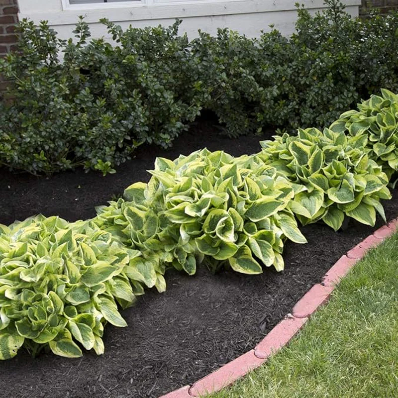 Mixed Heart-Shaped Hosta Bare Roots Plants - Rich Green Foliage, Low Maintenance for Your Home and Garden - Image 3