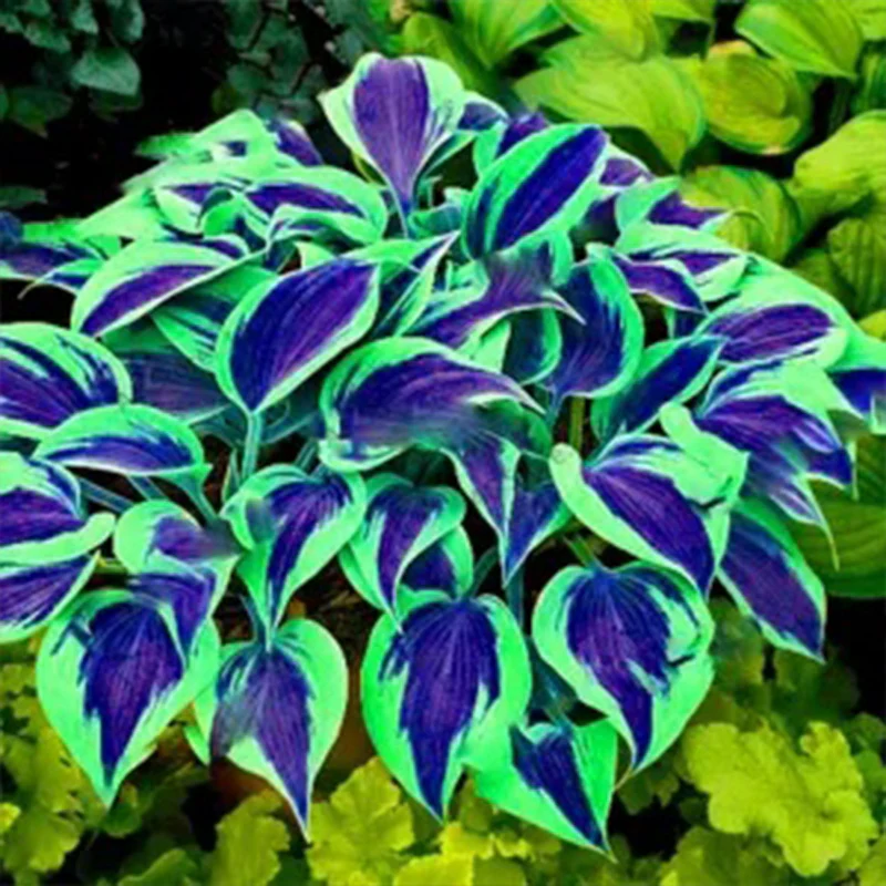 Mixed Hosta Perennials Flower Rare White Lace Lily Seeds - Image 4