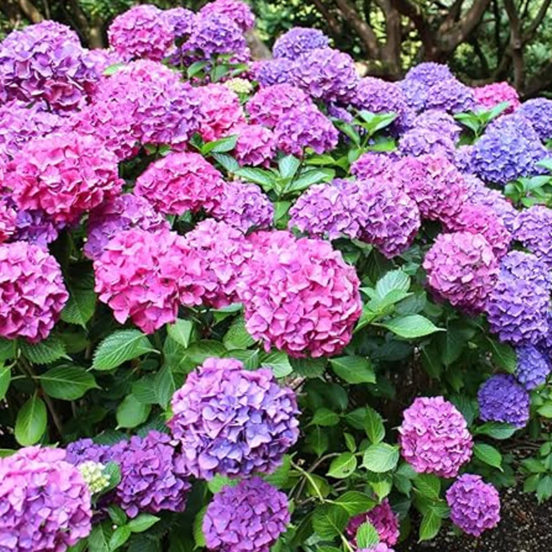 Mixed Hydrangea Seeds for Planting Fast Growing Shrub Flowers Seeds - Image 2