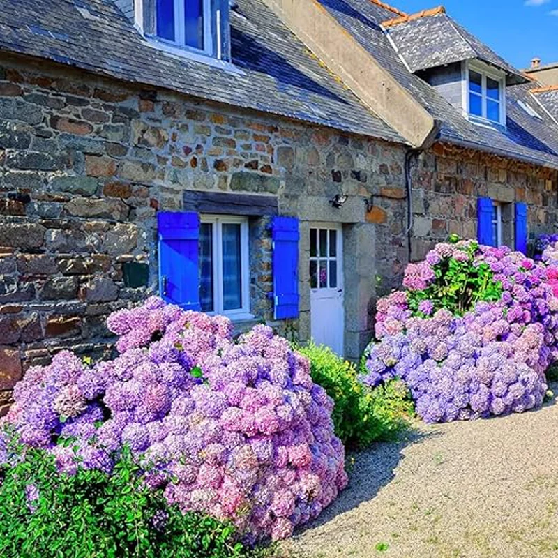 Mixed Hydrangea Seeds for Planting Fast Growing Shrub Flowers Seeds - Image 3
