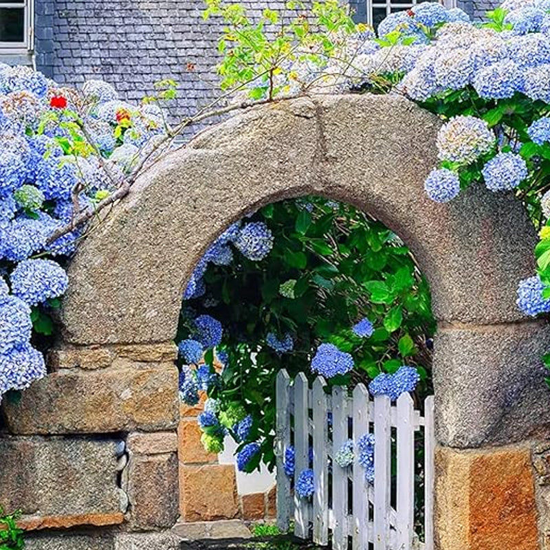 Mixed Hydrangea Seeds for Planting Fast Growing Shrub Flowers Seeds - Image 4