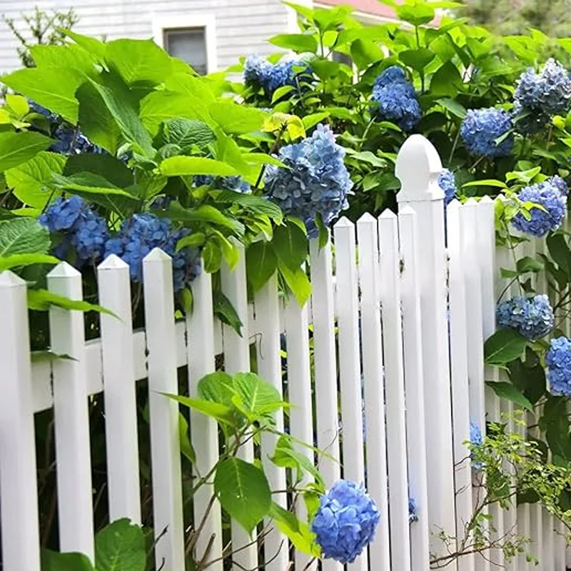 Mixed Hydrangea Seeds for Planting Fast Growing Shrub Flowers Seeds - Image 7