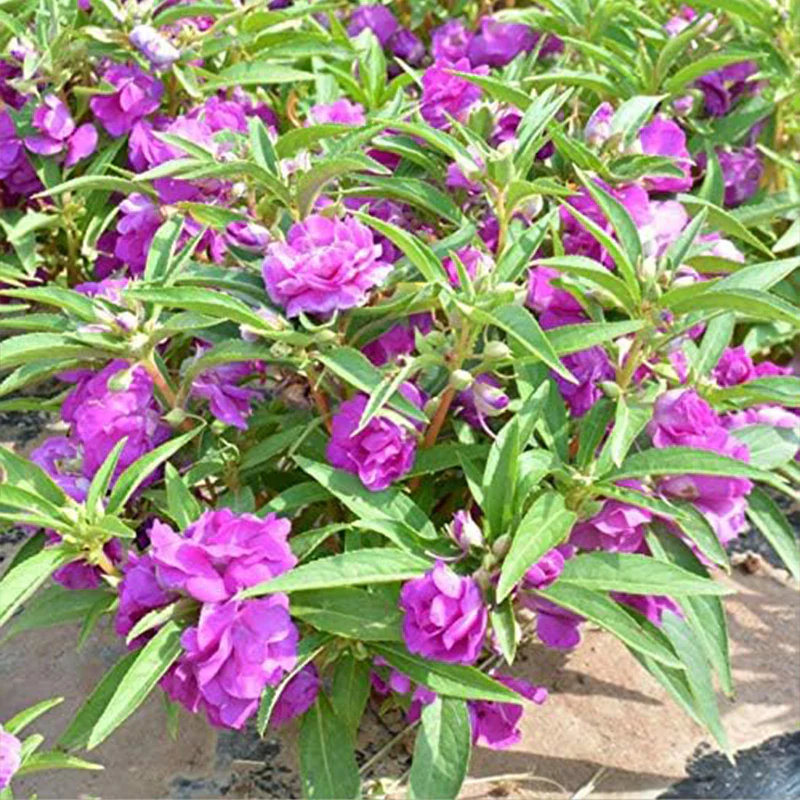 Mixed Impatiens Balsamina Balsam Camelia Impatiens Seeds Double Flower Touch Me Not - Image 6