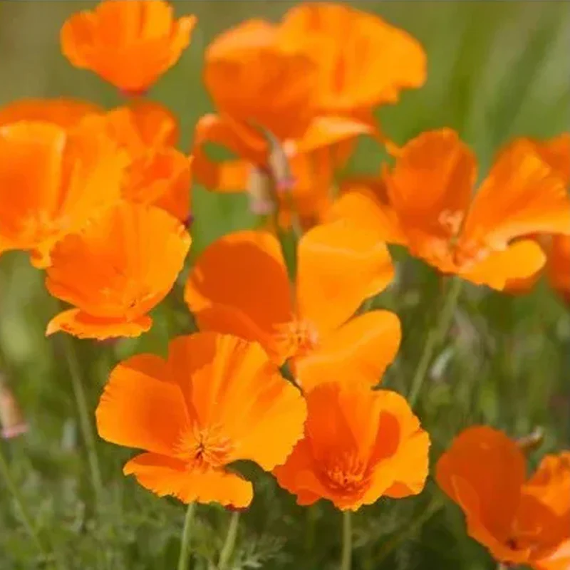 Deer Resistant Seed Mix - Image 5