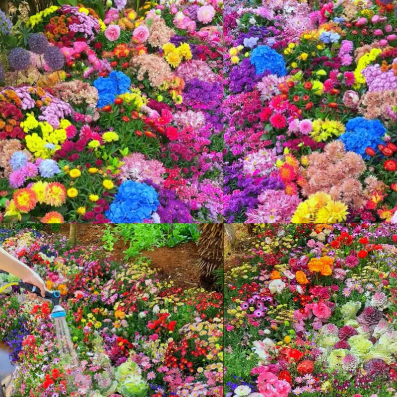 Mixed Perennial Flowers Seeds - Image 2
