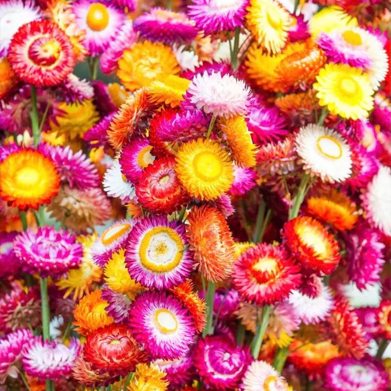 Mixed Strawflowers Helichrysum Flower Seeds-Everlasting Daisy - Image 3