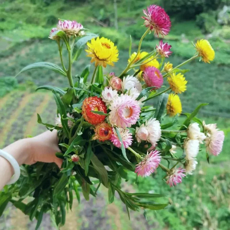 Mixed Strawflowers Helichrysum Flower Seeds-Everlasting Daisy - Image 4