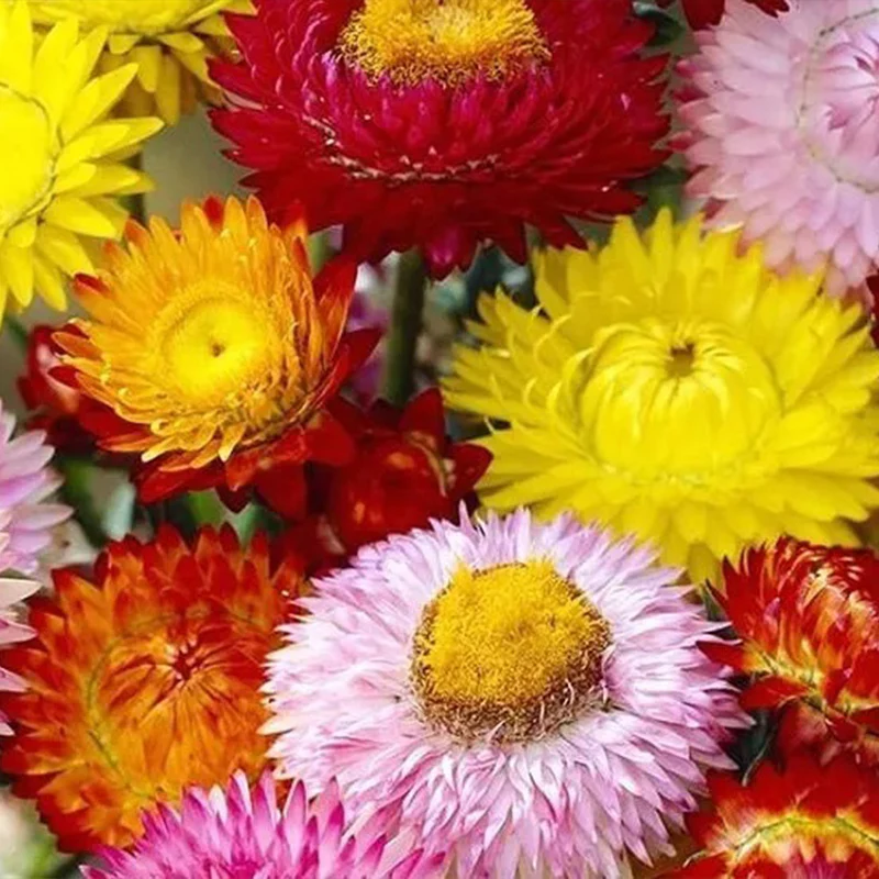 Mixed Strawflowers Helichrysum Flower Seeds-Everlasting Daisy - Image 5