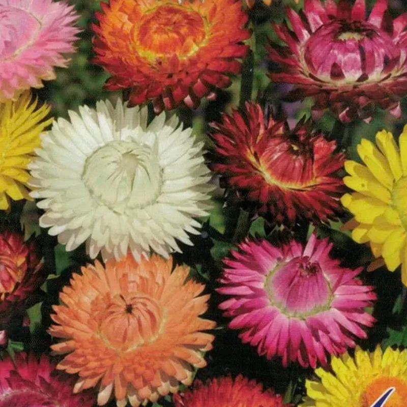 Mixed Strawflowers Helichrysum Flower Seeds-Everlasting Daisy - Image 7