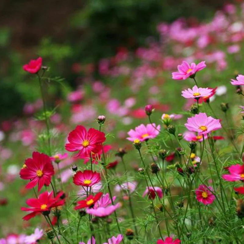 Monarch Butterfly Garden Seed Mixture - Image 4