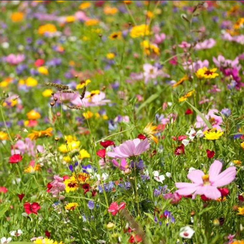Monarch Butterfly Garden Seed Mixture - Image 5