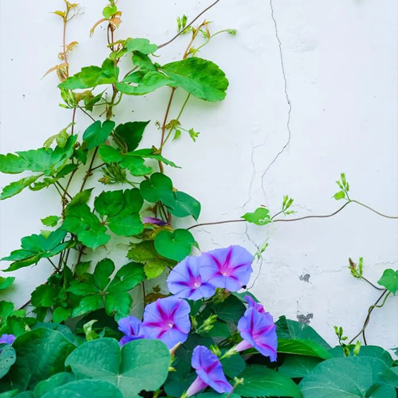 Morning Glory Seeds for Planting, Mixed Color Ipomoea Nil Seeds Heirloom Vine, High Germination Rate Open Pollinated Seeds - Image 6