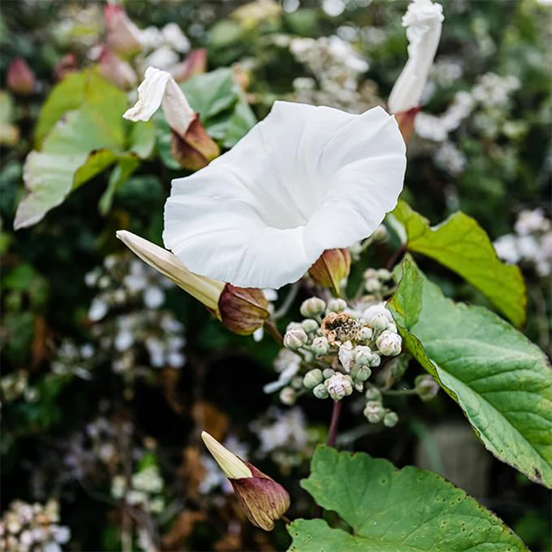 Morning Glory Vine Flower Plant Seeds, Easy to Grow, Perfect for Spring Garden - Image 3