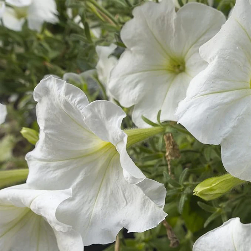 Morning Glory Vine Flower Plant Seeds, Easy to Grow, Perfect for Spring Garden - Image 4