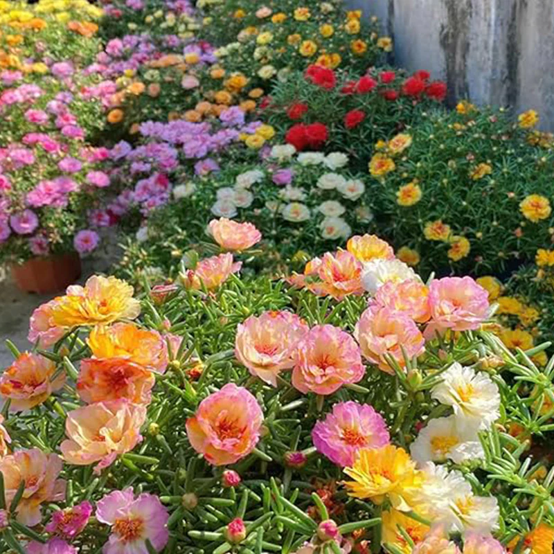 Moss Rose Seeds for Planting Outdoors, Portulaca Grandiflora Flower Seeds for Planting - Image 2