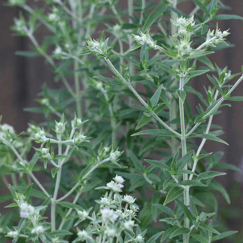 Mountain Mint Herb Seeds - Image 2