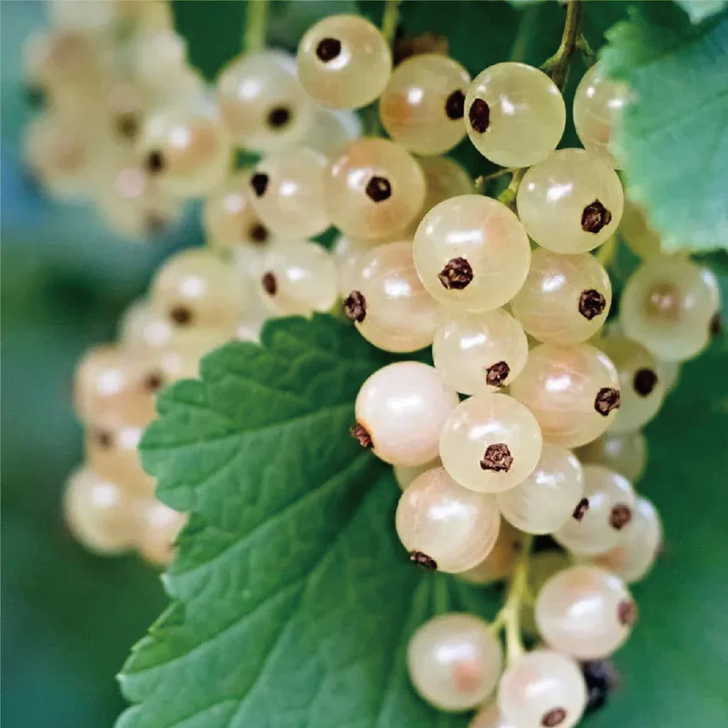 Multicolor Gooseberry Seeds - Image 3