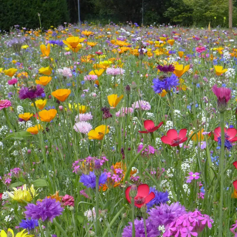 Multiple Flower Seeds - Image 2