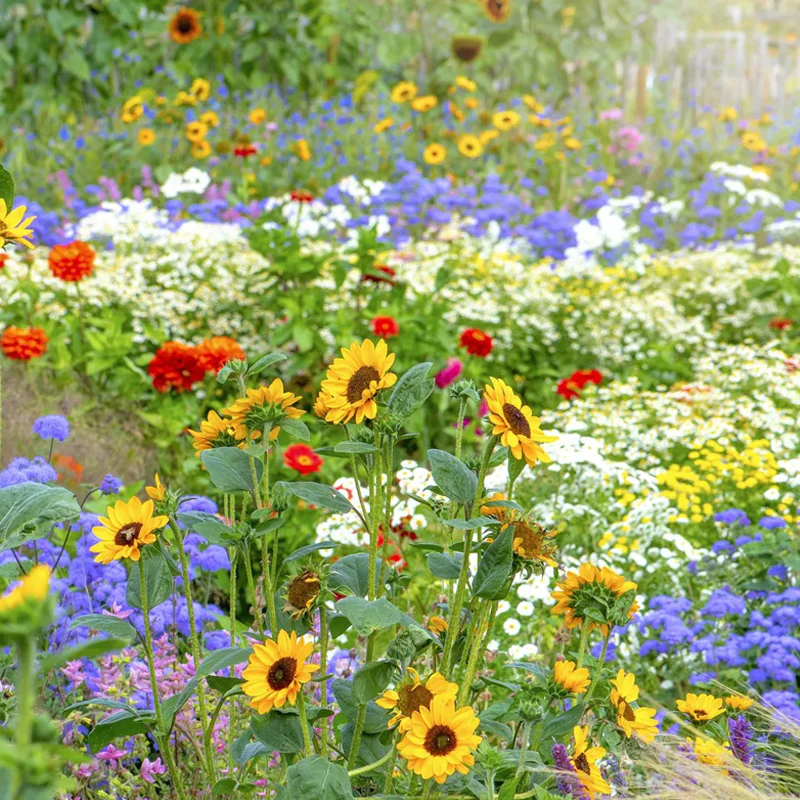 Multiple Flower Seeds - Image 3
