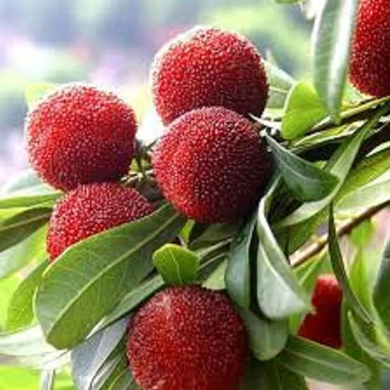Myrica Rubra Seed Red Bayberry Sweet Healthy Juicy Fruit Great Taste Strawberry an Exciting New Addition - Image 2