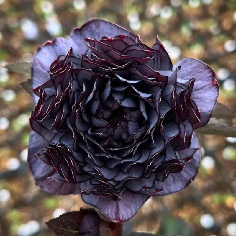Mysterious Black Bark Double Petal Rose Seeds - Image 3