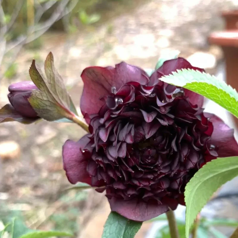 Mysterious Black Bark Double Petal Rose Seeds - Image 4
