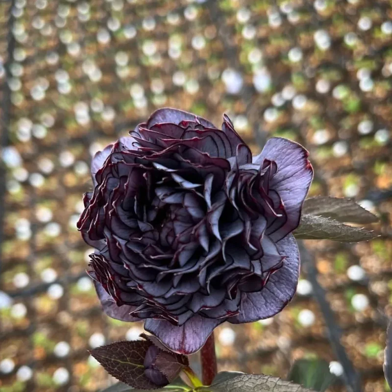 Mysterious Black Bark Double Petal Rose Seeds - Image 7