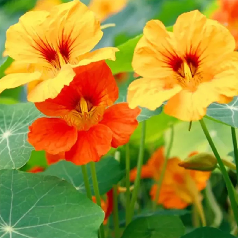 Mixed Colors Nasturtium Seeds - Image 6