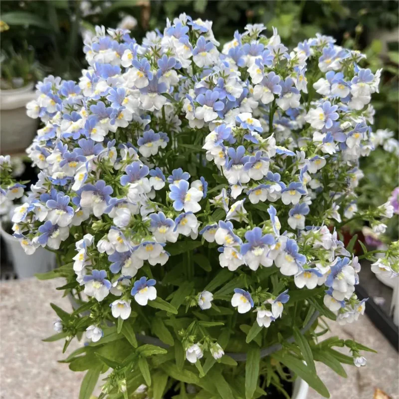 🌼Nemesia - Sincere Love - Image 3