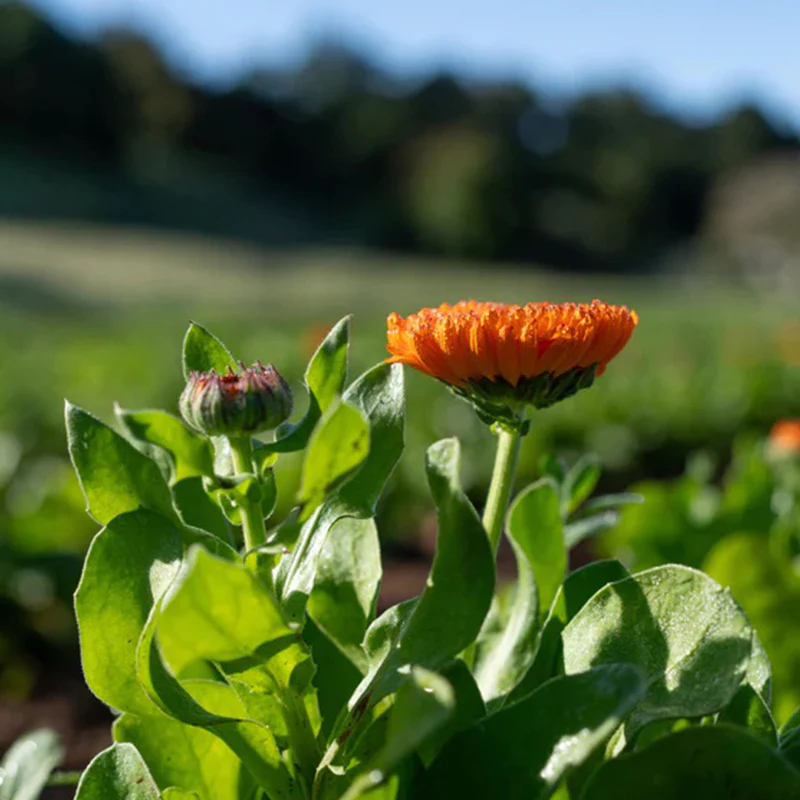Neon Calendula - Image 10