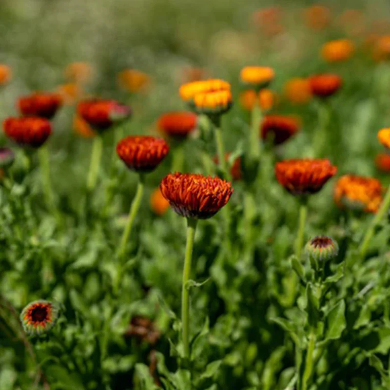 Neon Calendula - Image 3