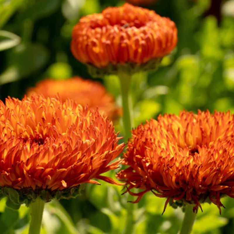 Neon Calendula - Image 7