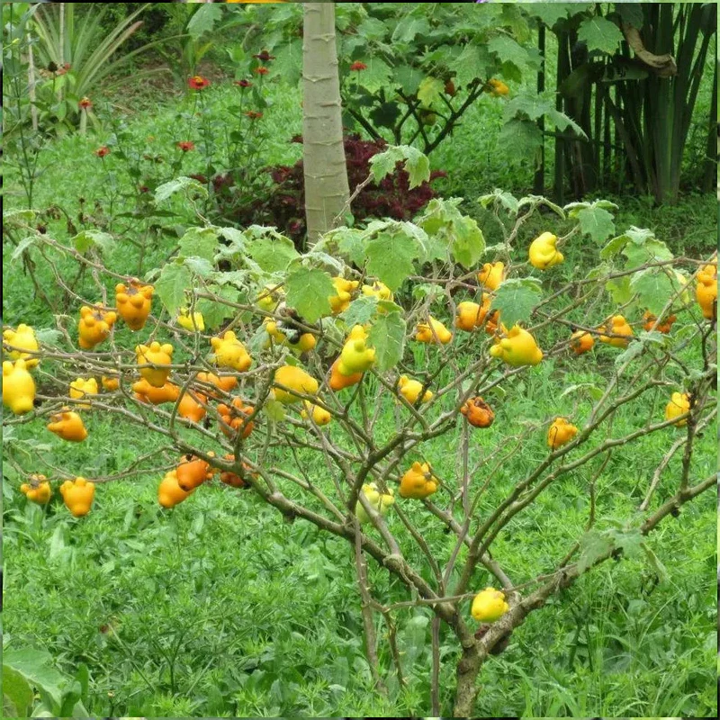 Nipple Fruit Seeds Titty Fruit Apple of Sodom Nipplefruit Bizarre Fruit in the Solanum Family - Image 4