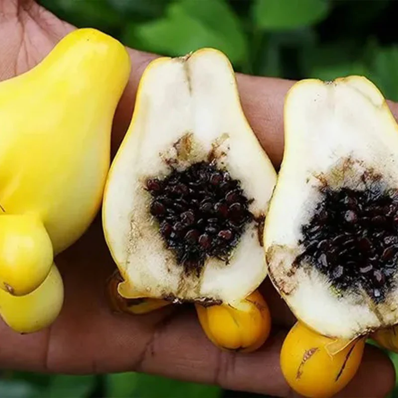 Nipple Fruit Seeds Titty Fruit Apple of Sodom Nipplefruit Bizarre Fruit in the Solanum Family - Image 7
