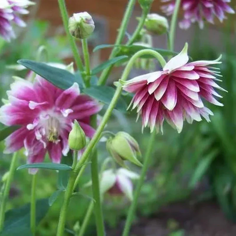 NORA BARLOW Pink COLUMBINE Aquilegia Caerulea Flower Seeds - Image 3