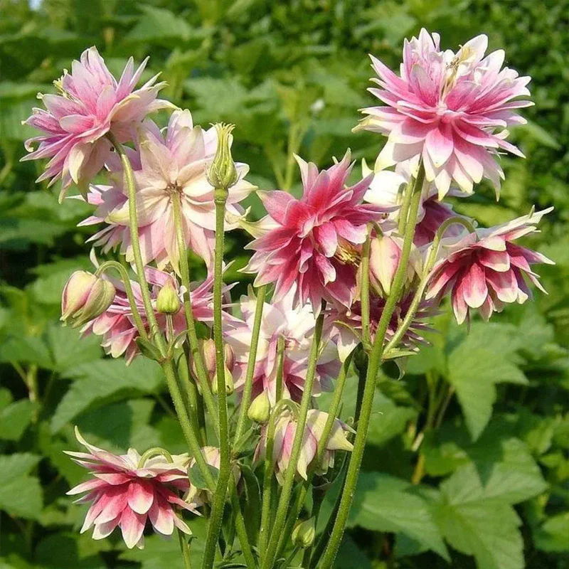 NORA BARLOW Pink COLUMBINE Aquilegia Caerulea Flower Seeds - Image 6