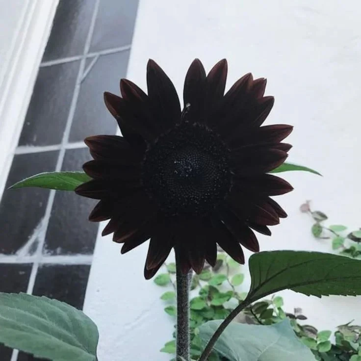 Obsidian Sunflower Seeds - Image 3